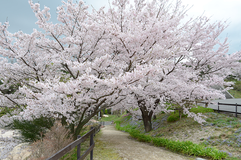 20170409　【桜情報】いちばんの見ごろを迎えています！04